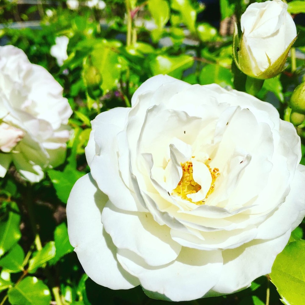 Meet your Posher, Amanda